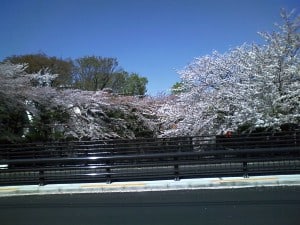 石神井川の桜