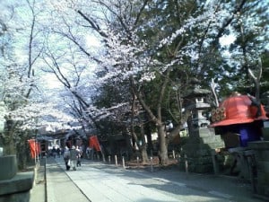 上田城の千本桜まつり