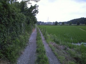 マンションへの田んぼ道